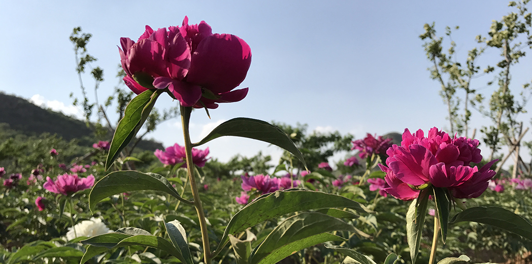 五月中旬,芍药园姹紫嫣红